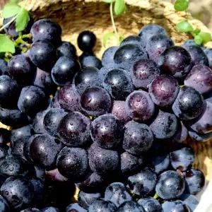 영동 거봉 2kg(3-4수)