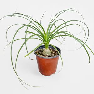 마이플랜트 덕구리난 도꾸리란 덕란 소형 키우기쉬운 선인장 다육식물