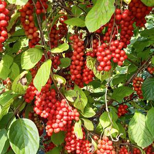 문경 햇 오미자 당절임 10kg 24년 오미자청