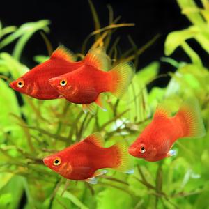 나나아쿠아 열대어 삼각 플래티 4마리