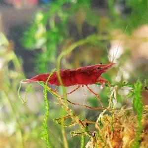 나나아쿠아 열대어 체리새우 4마리