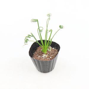 갑조네 알부카 스피랄리스(소품)