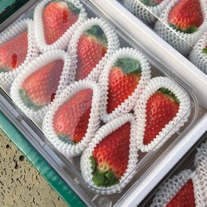 [장터할매]논산 산지 킹스베리 딸기 겨울철 달콤한 입맛지킴이 500g / 1kg