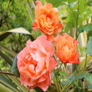 독일장미 코데즈 웨스트 랜드 -1포트(18cm)(사계넝쿨장미,향기좋음)