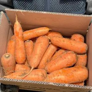 달큰 아삭한 국내산 햇 당근 흙당근 10kg