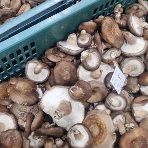 하나의팜 못난이표고버섯 파지표고 가정용 생표고 2kg