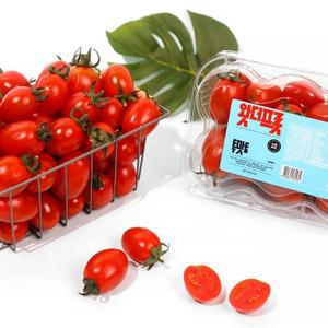 [달찐과일]스테비아 방울토마토 자몽향 500g 2팩 (총1kg)