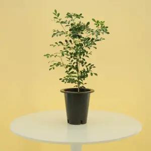 오렌지 자스민 소/중/대 실내공기정화식물 플랜테리어 인테리어식물 봄꽃