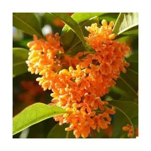 그루담다 목서나무 금목서 4치 장포트