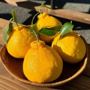 5kg 제주도 한라봉 제주 중소과 과일 귤 선물