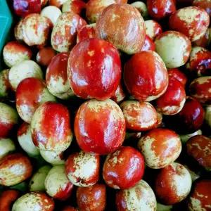 국내산 사과대추 왕대추 고당도 생대추 대과 5kg 산지직송