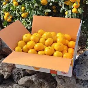 귤 감귤 타이벡 타이백 10KG 로얄과 (S/M)