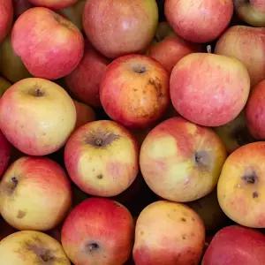 [딜픽]안동 부사 사과 대과 12-16과 5kg내외 미색/못난이