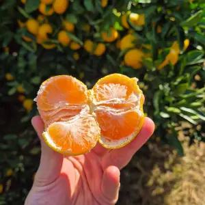 제주 노지 감귤 5kg 조생 하우스 타이백 황금향 서귀포 밀감 가정용