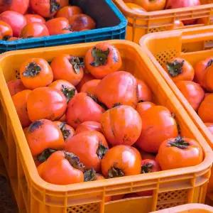 제철맞은 달콤한 대봉감 5kg(중대과) / 2025 첫출하