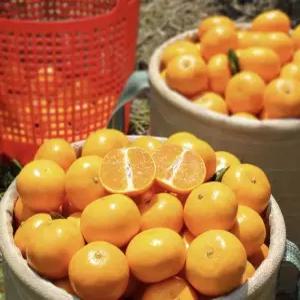 (재일영농) 제주 노지 극조생감귤 4.5kg 소과 (2개 구매시 10kg 발송!)