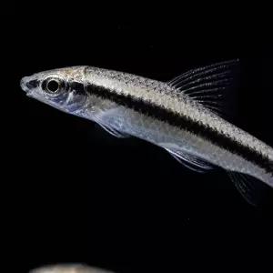 [주니멀열대어]시아미즈 알지이터 4cm내외 (3마리)관상어