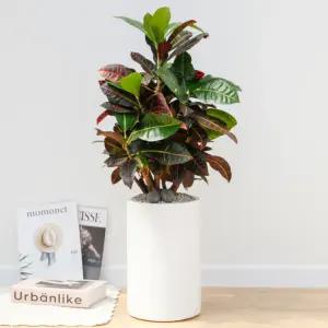 크로톤 공기정화식물 개업축하화분 집들이화분 전국꽃배달