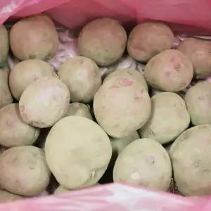 제주산 무농약 홍지슬감자 5kg 혼합 개당 50~300g