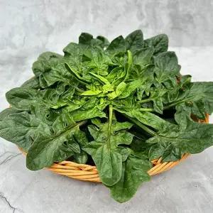 [12/1순차출고]신안 도초도 섬초 시금치 1kg