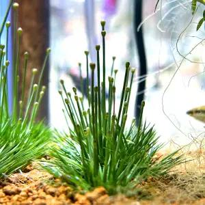 [U] 시그니처 라토나기리 1뿌리 (미니 소곡정 닮은꼴) 전경수초