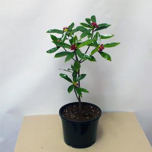 순희농장 천리향 천리향나무 화분H0.3 개화주 공기정화식물 반려식물 향기나는나무 실내