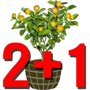 3년생 묘목/제주도농장/감귤/금귤/낑깡/한라봉/묘목/오렌지/화분/분재/나무/과실수/공기정화