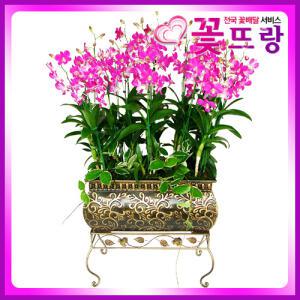 핑크 덴파레(철재) 서양란 /개업식, 취임, 승진, 집들이, 결혼기념일, 생일