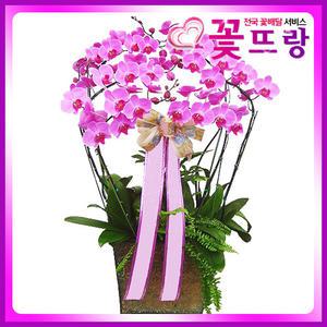 하트 호접난 서양란 /개업식, 취임, 승진, 집들이, 결혼기념일, 생일