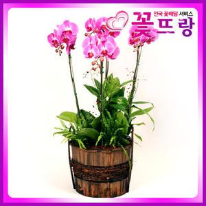 핑크 호접란 서양란 /개업식, 취임, 승진, 집들이, 결혼기념일, 생일