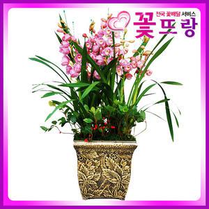 후쿠무스메 심비디움 서양란 /개업식, 취임, 승진, 집들이, 결혼기념일, 생일