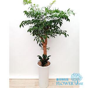 해피트리  사무실개업화분 선물 축하화분