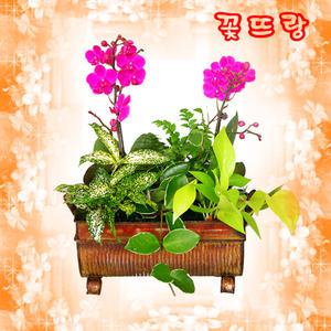 [만천홍(소)] 축하, 취임, 실내장식 등 ▣전국무료 당일배송▣