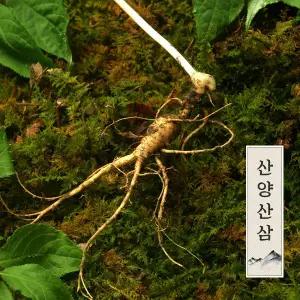강원도 토종 정품 산양삼/산양산삼/장뇌삼 10년근이상 (4뿌리)