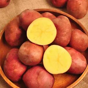 25년산 홍감자(빨간감자) 10kg (대)