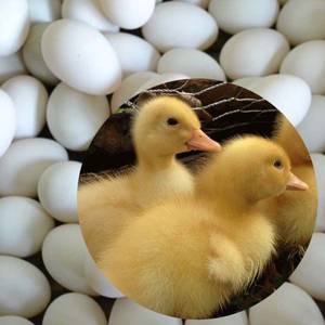 (부화용유정란)(30묶음판매) 부화용노란오리알 - 부화용계랸