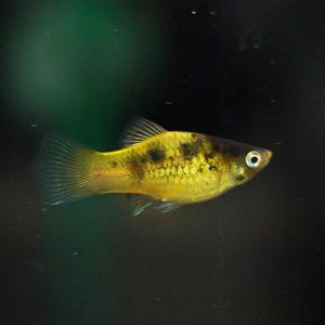 범블비 플래티 2마리