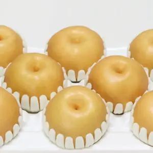 황금열매 전라남도 나주 정품배 7.5kg 선물용 중소과(14-16과)