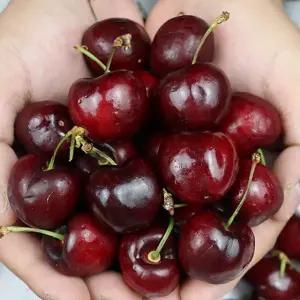 고당도 로얄 생체리 800g