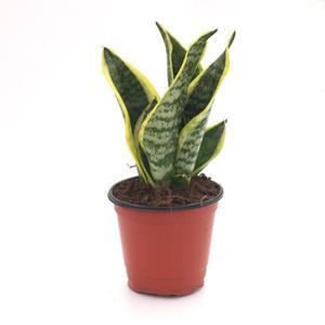 산세베리아 슈퍼바 모종 키우기 플랜테리어 다육 키우기 쉬운 실내 반려 식물