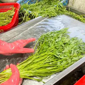 청도 한재 미나리 1kg