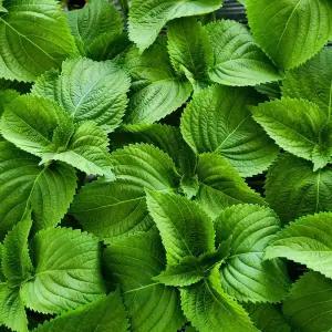 무농약 금산 깻잎 찹찹이 2kg(벌크)