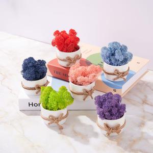 스칸디아모스 승진 축하 화분 실내 공기 정화식물 실내에서키우기좋은 봄꽃화분 희귀 인테리어 식물