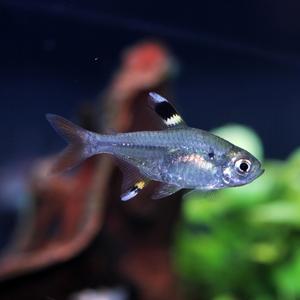 티아쿠아 열대어 프리스텔라 리들레이 5마리 관상어