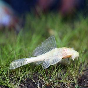티아쿠아 열대어 알비노 나비 비파 1마리 관상어 청소고기