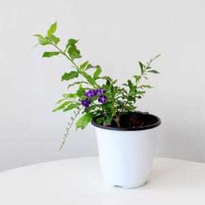 발렌타인 쟈스민 중형