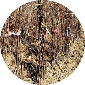 돌배나무/콩배나무/Pyrus ussuriensis/3년3주/돌배접목1주/묘목/유실수/정원수/경제수/꽃나무