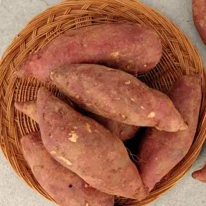 [오초록] 고창 황토밭 밤꿀고구마 10kg 혼합사이즈