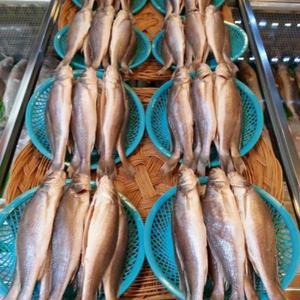 싱싱수산 제수용 뾰족조기3미(37~38cm내외)