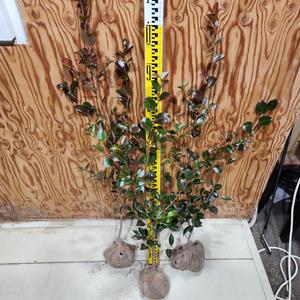 동백나무 묘목 애기동백 키100cm 개화주 가림원예조경